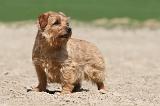 NORFOLK TERRIER 006